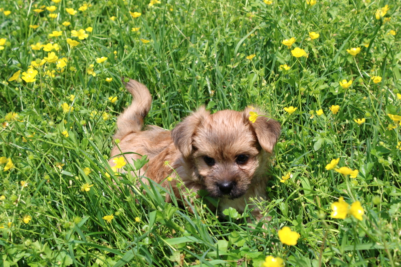 puppy, for, sale, Morkie, Matthew B. Stoltzfus, dog, breeder, Gap, PA, dog-breeder, puppy-for-sale, forsale, nearby, find, puppyfind, locator, puppylocator, aca